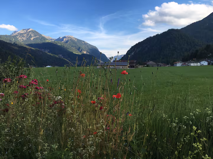 Sommerwiese in Achenkirch